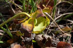 Purple pitcherplant